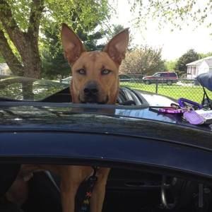 Meet your Posher, Dawn